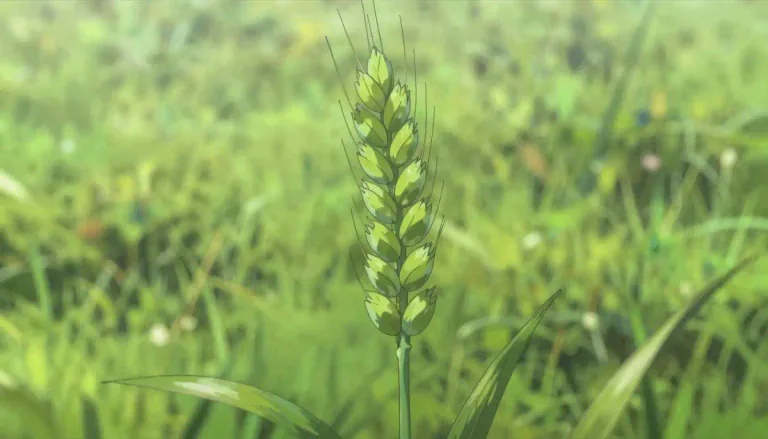 Visual representation of "spica" - In botany, a spica refers to a type of inflorescence characterized by multiple small flowers arranged closely along a central stem.