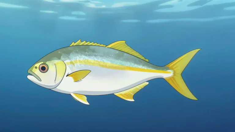 Visual representation of "yellowtail" - A type of fish found in warm waters, often used for food.