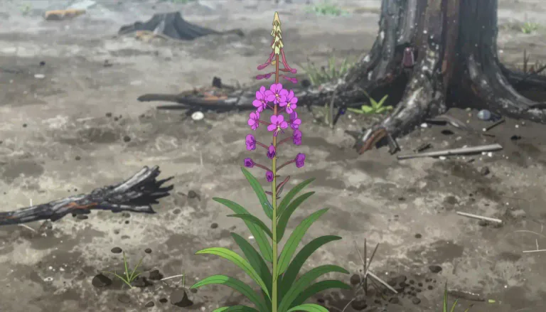 Visual representation of "fireweed" - A tall plant with pink or purple flowers, commonly found in North America and known for growing in disturbed land.